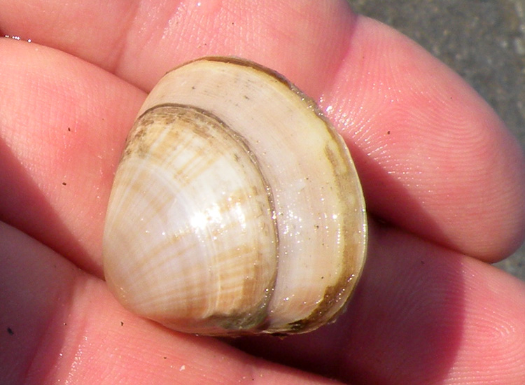 Molluschi delle spiagge adriatiche: Mactra stultorum